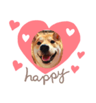 柴犬ふくvol.①（個別スタンプ：2）