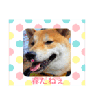 柴犬ふくvol.①（個別スタンプ：3）