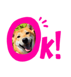 柴犬ふくvol.①（個別スタンプ：5）