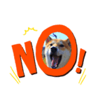 柴犬ふくvol.①（個別スタンプ：6）