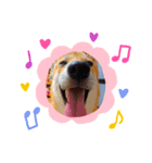 柴犬ふくvol.①（個別スタンプ：7）