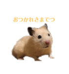 三代目ポウの日々（個別スタンプ：6）