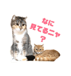 美猫姉妹小梅＆うずら①（個別スタンプ：2）