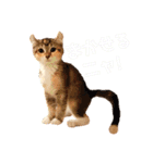 美猫姉妹小梅＆うずら①（個別スタンプ：4）