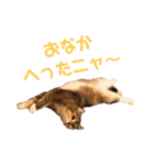 美猫姉妹小梅＆うずら①（個別スタンプ：7）