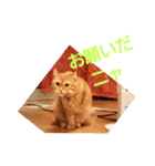 美猫姉妹小梅＆うずら①（個別スタンプ：10）