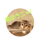 美猫姉妹小梅＆うずら①（個別スタンプ：11）