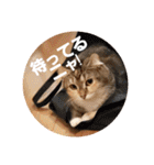 美猫姉妹小梅＆うずら①（個別スタンプ：12）