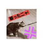 美猫姉妹小梅＆うずら①（個別スタンプ：13）