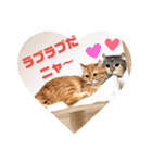 美猫姉妹小梅＆うずら①（個別スタンプ：15）