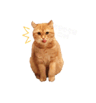 美猫姉妹小梅＆うずら①（個別スタンプ：16）