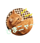 美猫姉妹小梅＆うずら①（個別スタンプ：19）