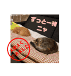 美猫姉妹小梅＆うずら①（個別スタンプ：20）