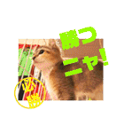 美猫姉妹小梅＆うずら①（個別スタンプ：21）