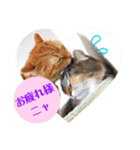 美猫姉妹小梅＆うずら①（個別スタンプ：27）