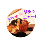 美猫姉妹小梅＆うずら①（個別スタンプ：31）