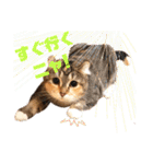 美猫姉妹小梅＆うずら①（個別スタンプ：32）