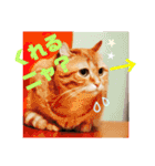 美猫姉妹小梅＆うずら①（個別スタンプ：33）