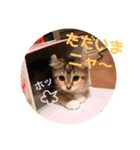 美猫姉妹小梅＆うずら①（個別スタンプ：34）