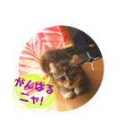 美猫姉妹小梅＆うずら①（個別スタンプ：35）