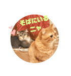美猫姉妹小梅＆うずら①（個別スタンプ：38）