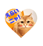 美猫姉妹小梅＆うずら①（個別スタンプ：40）