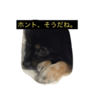 くろぽめ よく使う言葉（個別スタンプ：6）