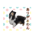 シェルティのジャスミン（個別スタンプ：9）