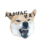 たまに関西弁の柴犬コマちゃん（個別スタンプ：14）
