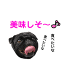 パグとプチブラ大好き生活（個別スタンプ：4）