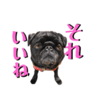 パグとプチブラ大好き生活（個別スタンプ：10）