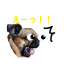 パグとプチブラ大好き生活（個別スタンプ：13）