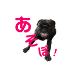 パグとプチブラ大好き生活（個別スタンプ：22）