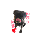 パグとプチブラ大好き生活（個別スタンプ：27）