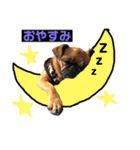 パグとプチブラ大好き生活（個別スタンプ：33）