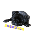 パグとプチブラ大好き生活（個別スタンプ：37）