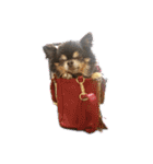 ちゃまろん  ╰( U ・ᴥ・)m（個別スタンプ：11）