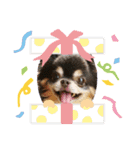 ちゃまろん  ╰( U ・ᴥ・)m（個別スタンプ：12）