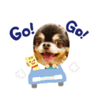 ちゃまろん  ╰( U ・ᴥ・)m（個別スタンプ：14）