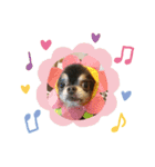 ちゃまろん  ╰( U ・ᴥ・)m（個別スタンプ：15）