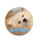 チワマルのリキのスタンプ（個別スタンプ：4）
