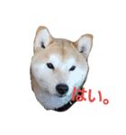 うちのペットども1 OUR PET 1（個別スタンプ：1）