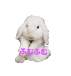 うちのペットども1 OUR PET 1（個別スタンプ：5）