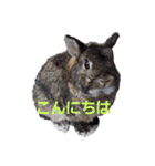 うちのペットども1 OUR PET 1（個別スタンプ：7）