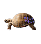 うちのペットども1 OUR PET 1（個別スタンプ：10）