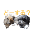 うちのペットども1 OUR PET 1（個別スタンプ：14）
