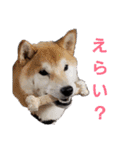 うちのペットども1 OUR PET 1（個別スタンプ：15）