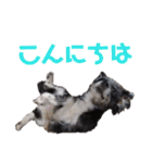 うちのペットども1 OUR PET 1（個別スタンプ：16）
