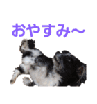 うちのペットども1 OUR PET 1（個別スタンプ：18）