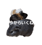 うちのペットども1 OUR PET 1（個別スタンプ：21）